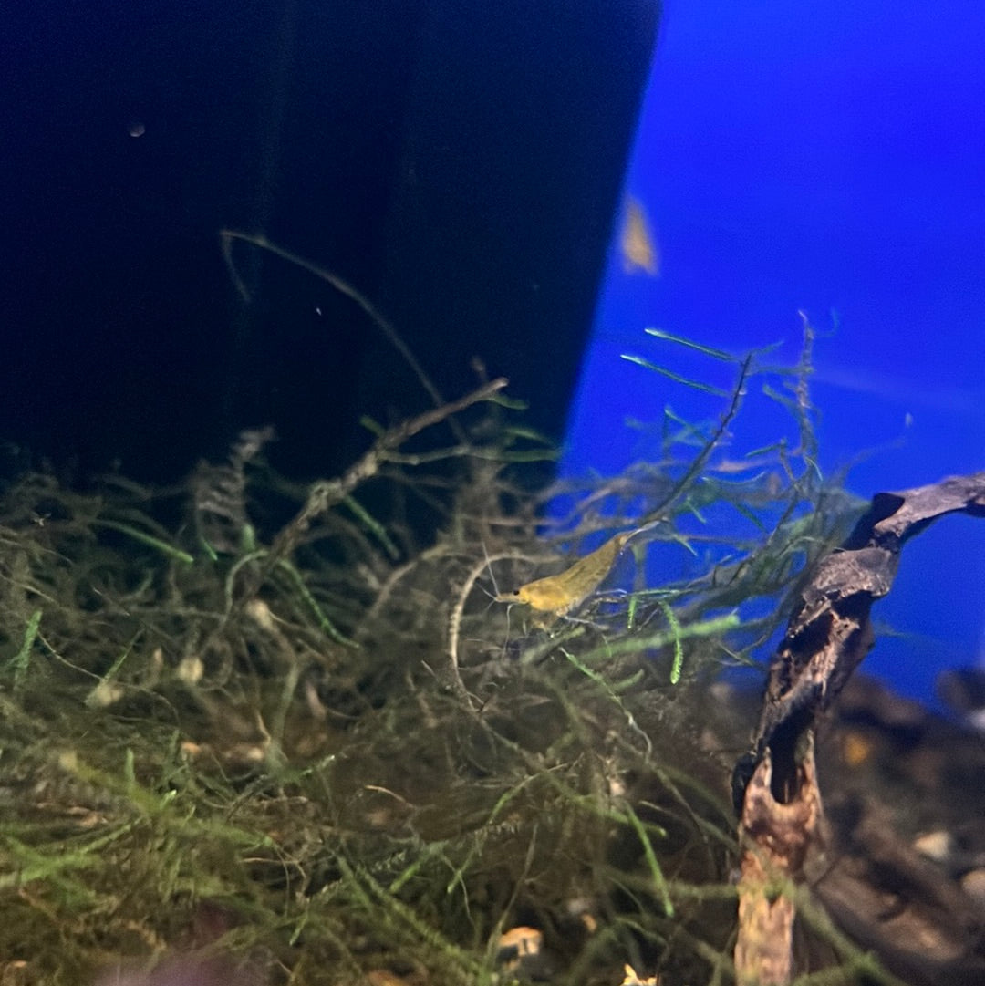 Cherry Shrimp (Neocaridina davidi)