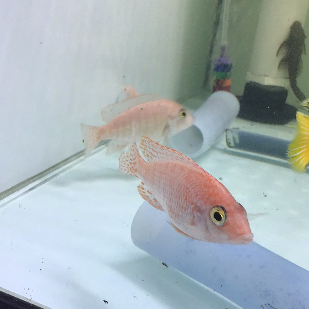 Dragon Blood Peacock