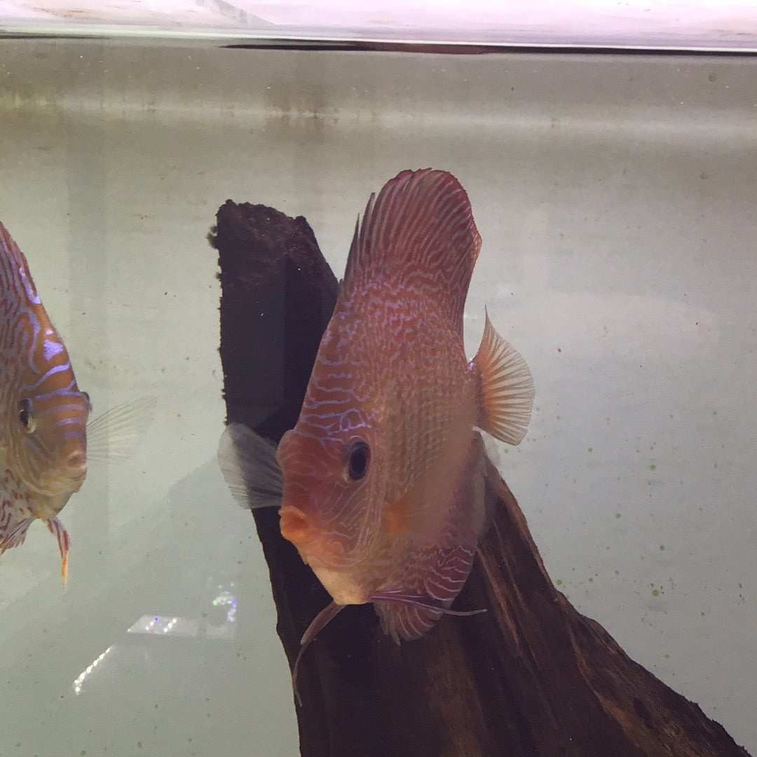 Snake Skin Discus (Symphysodon sp.)
