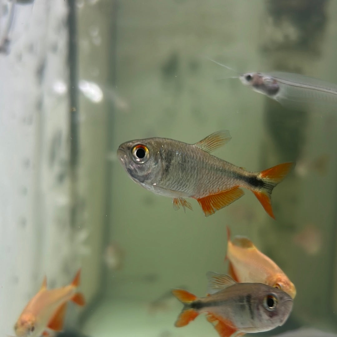 Buenos Aires Tetra (Hemigramus caudovittatus)