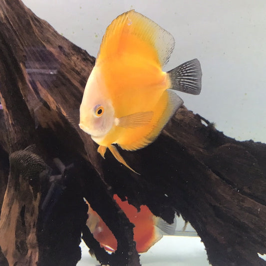 Yellow Melon Discus (Symphysodon sp.)