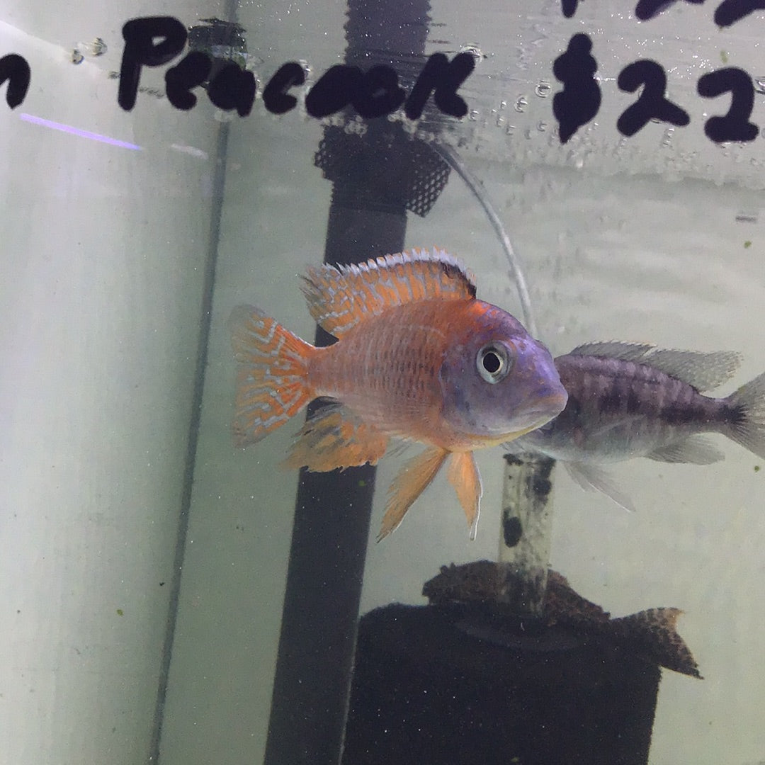 Red Ruben Peacock Cichlid (Aulonocara stuartgranti)