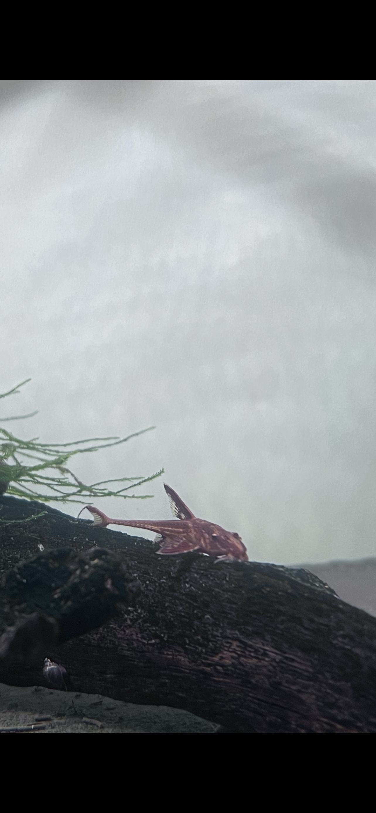 Red Whiptail Catfish (Rineloricaria sp L010a)