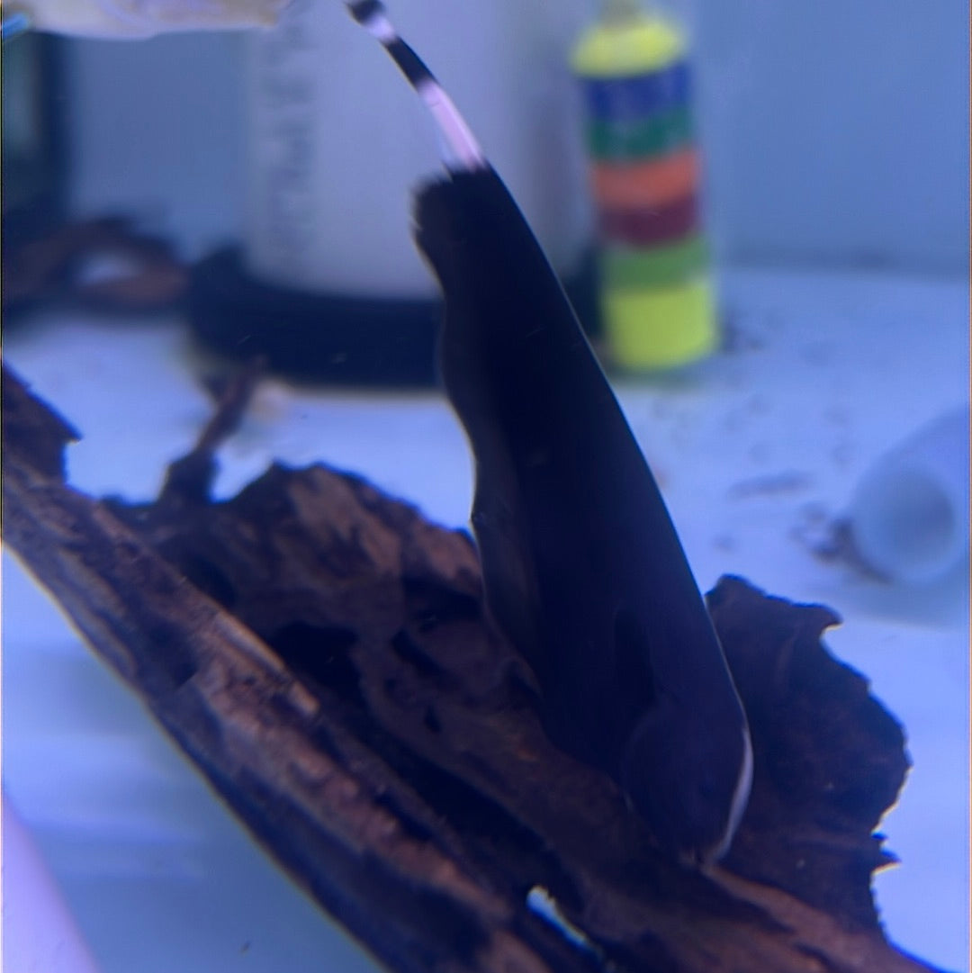 Black Ghost Knife (Apteronotus albifrons)