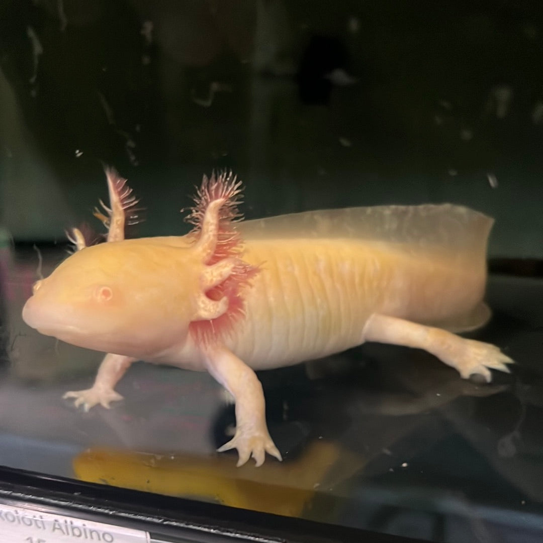 Albino Axolotl