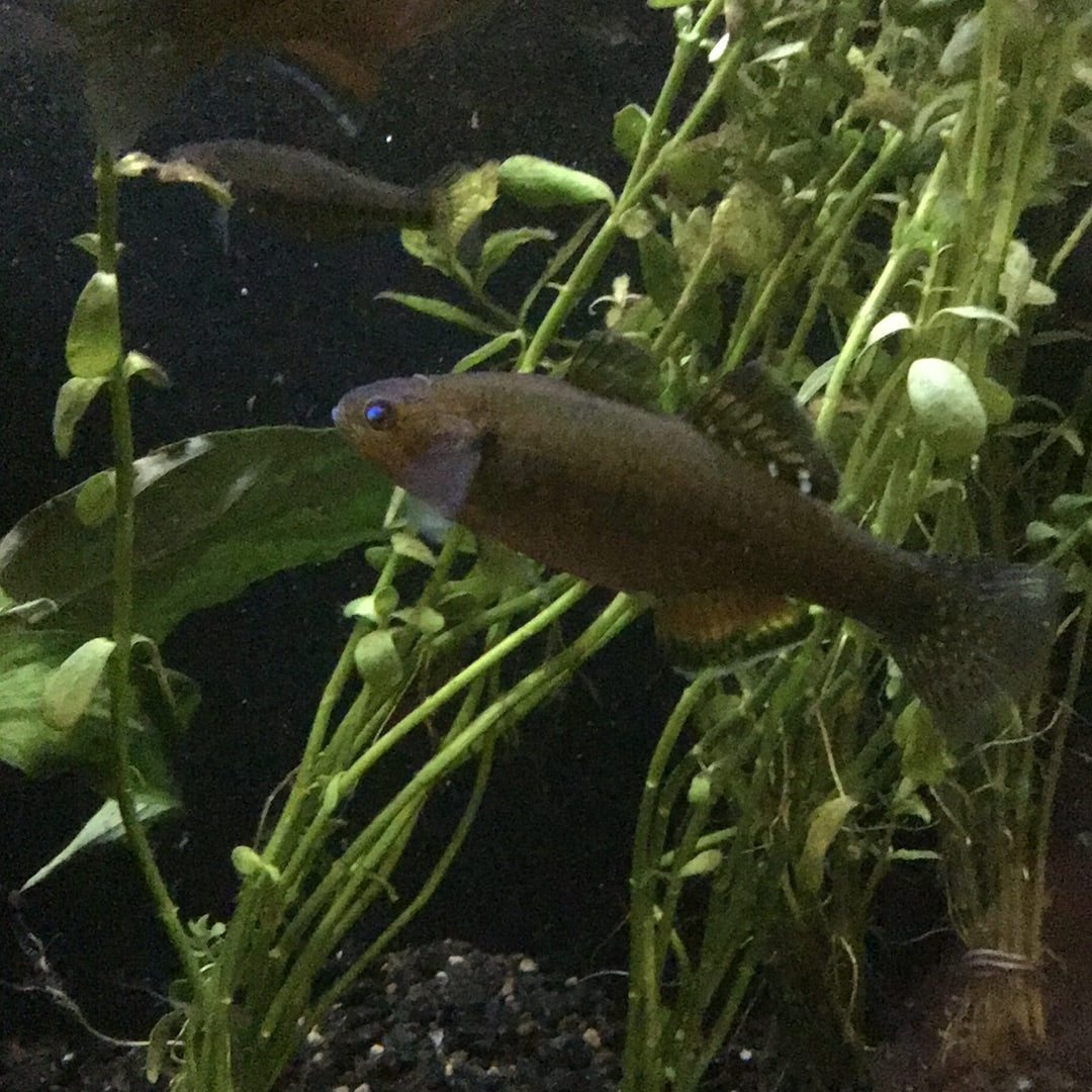 Empire Gudgeon