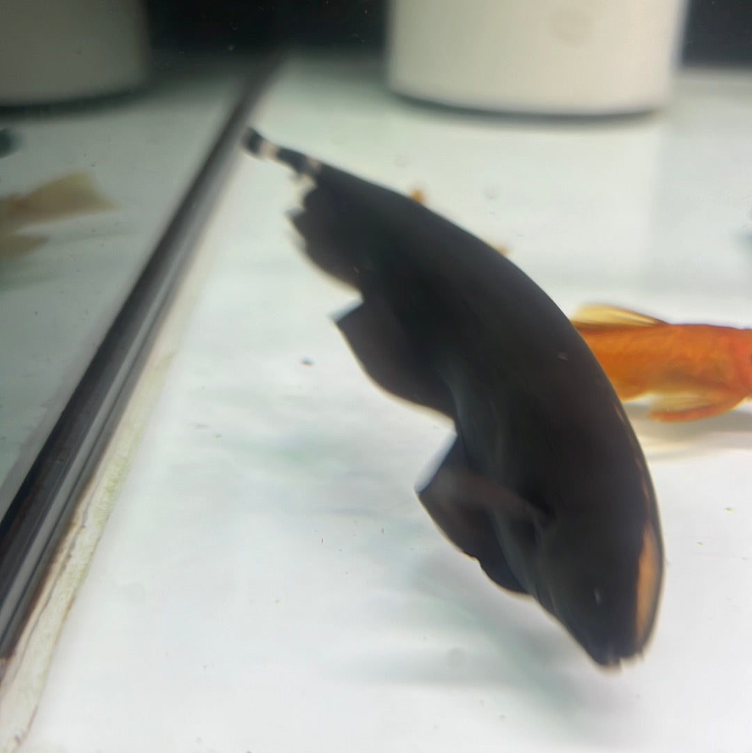 Black Ghost Knife (Apteronotus albifrons)