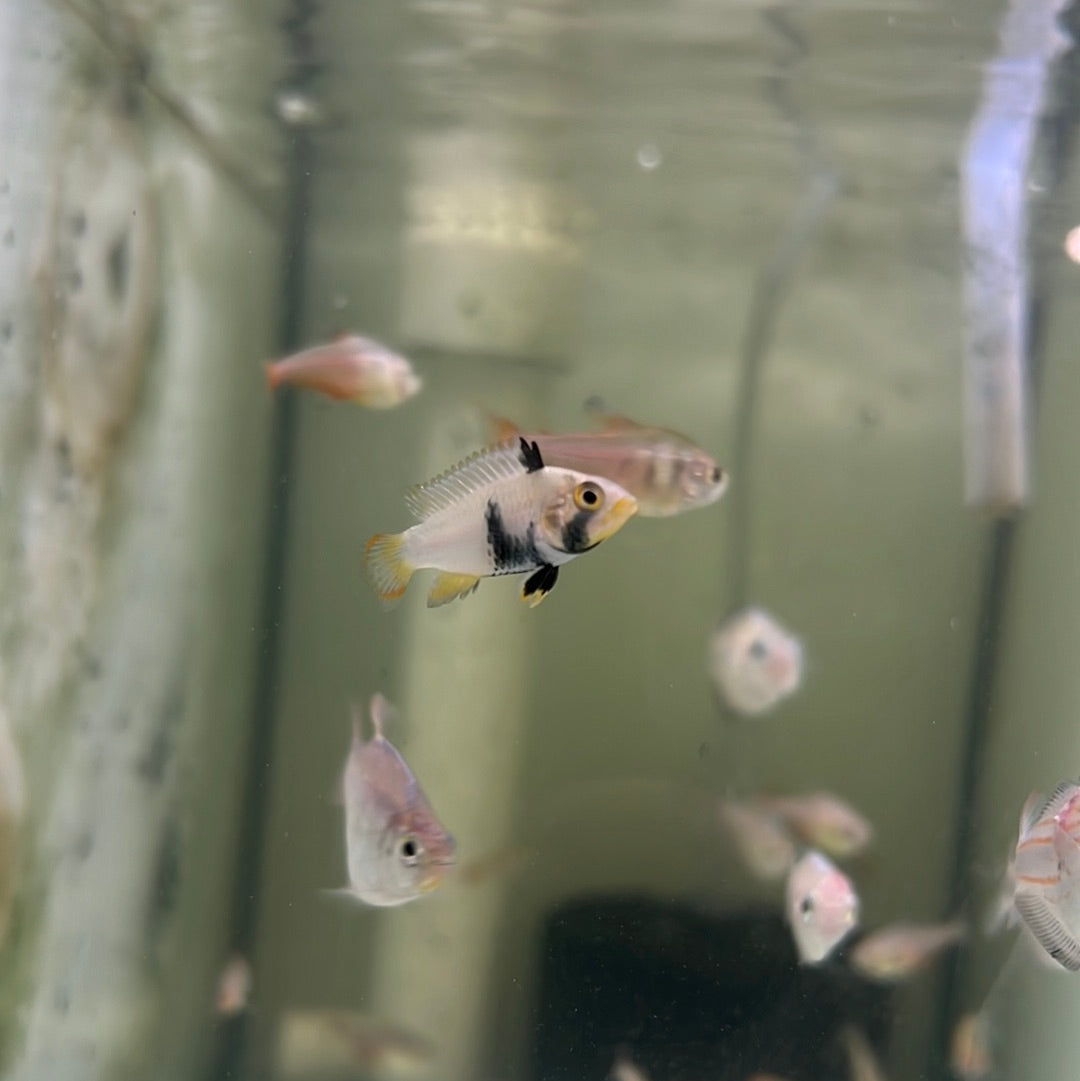 Apistogramma Panduro (Apistogramma Panduro)