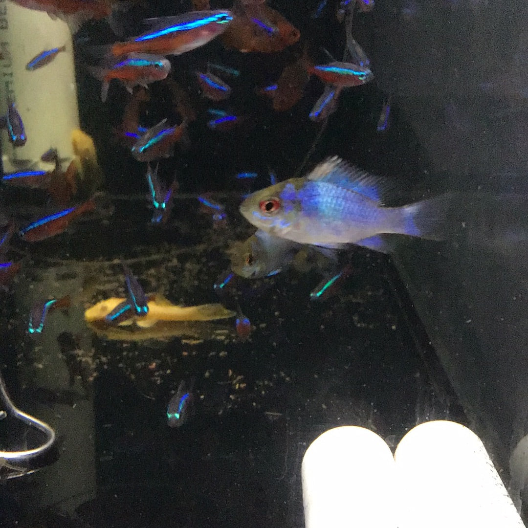 Electric Blue Rams (Microgeophagus Ramirezi)