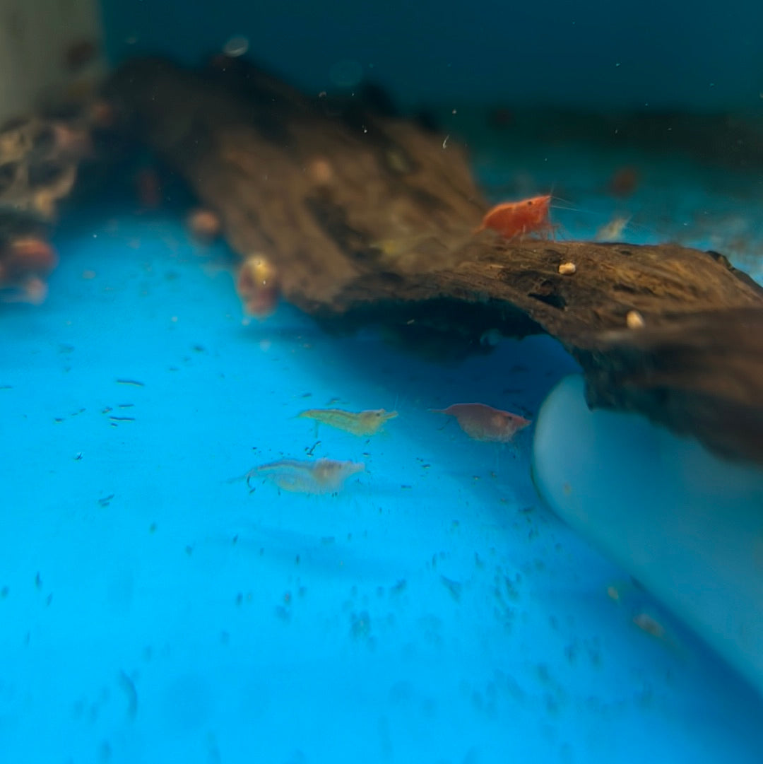 Cherry Shrimp (Neocaridina davidi)