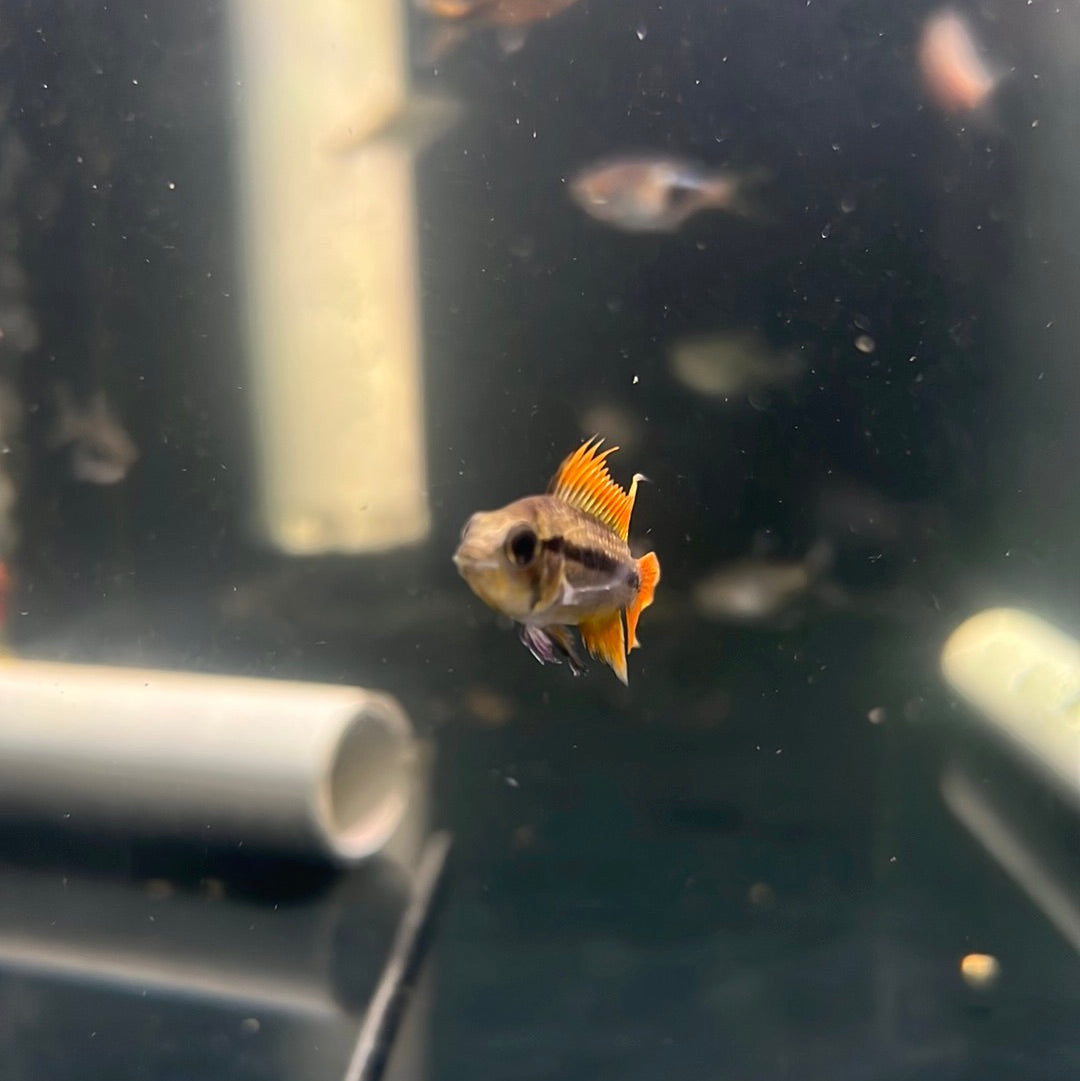 Apistogramma cacatuodes orange flash (Apistogramma cacatuoides)