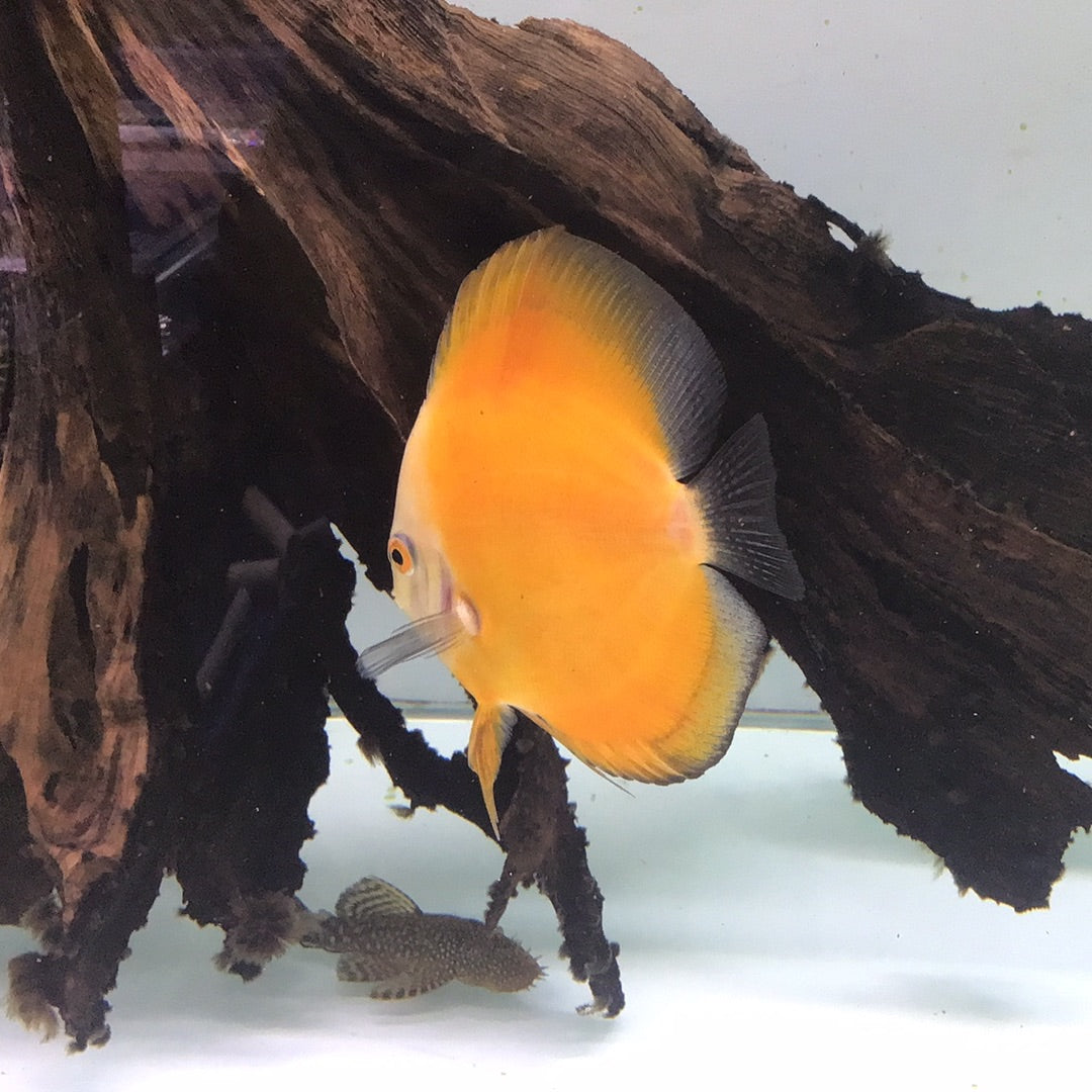 Yellow Mellon Discus (Symphysodon sp.)
