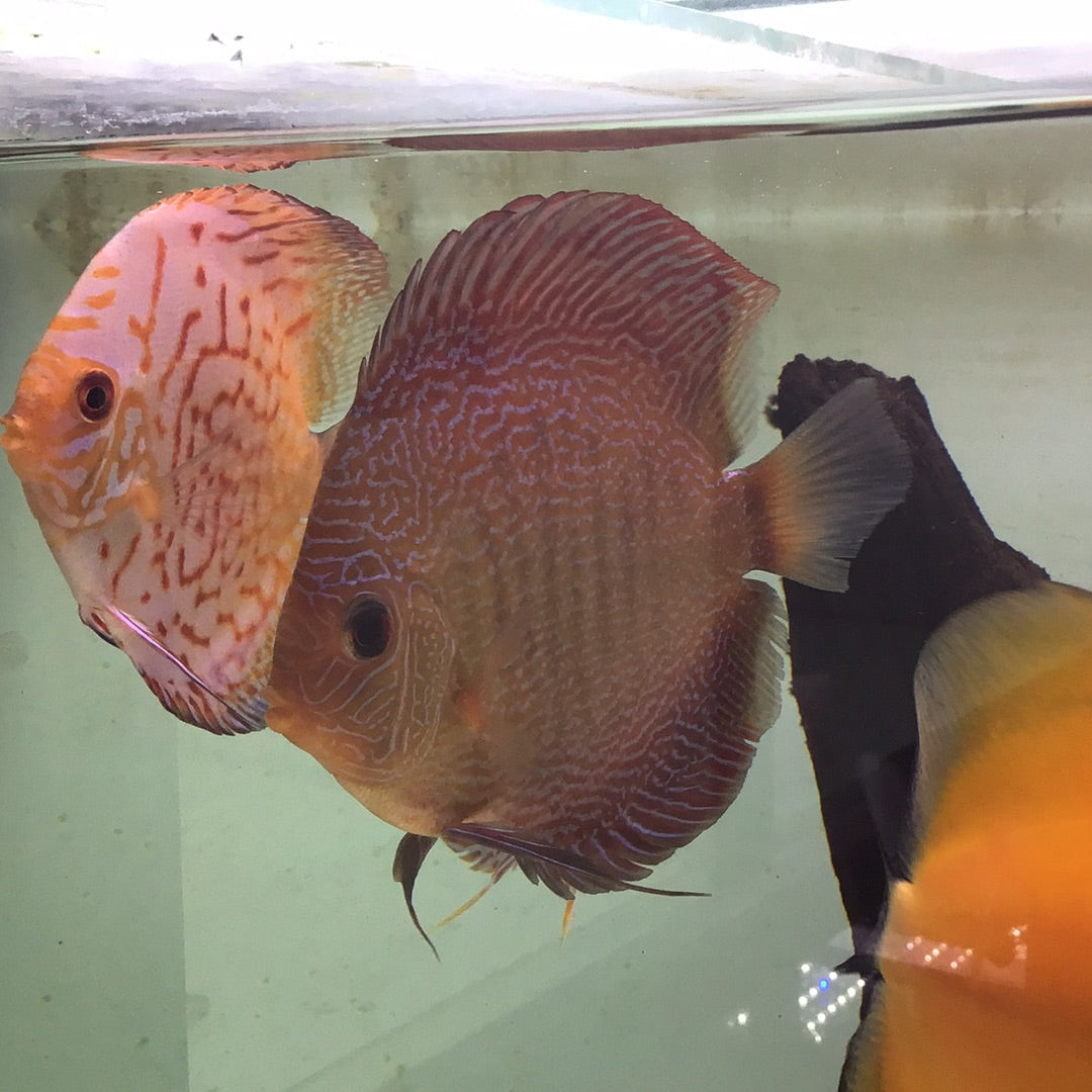 Snake Skin Discus (Symphysodon sp.)