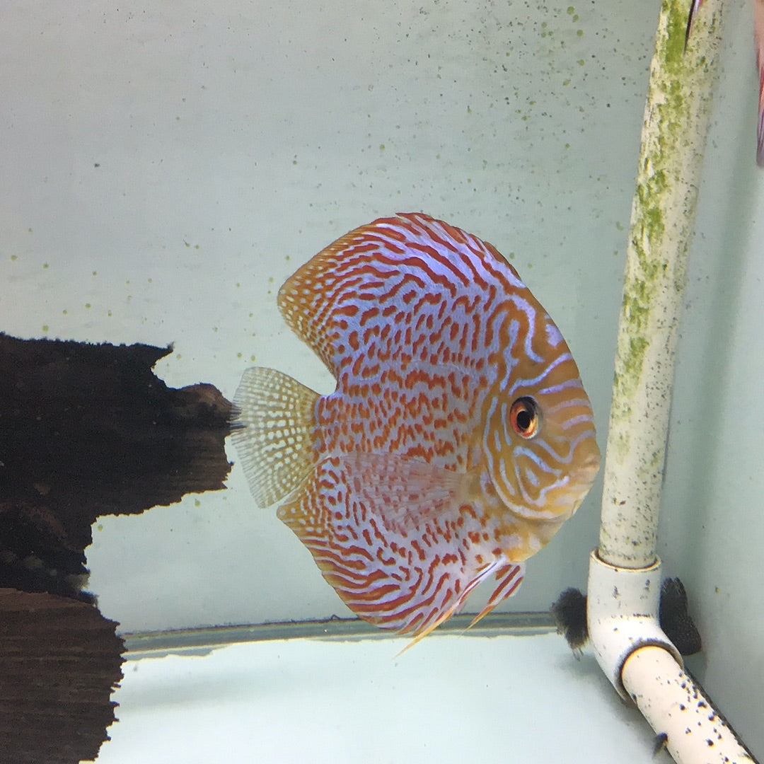 Spotted Leopard Discus (Symphysodon sp.)