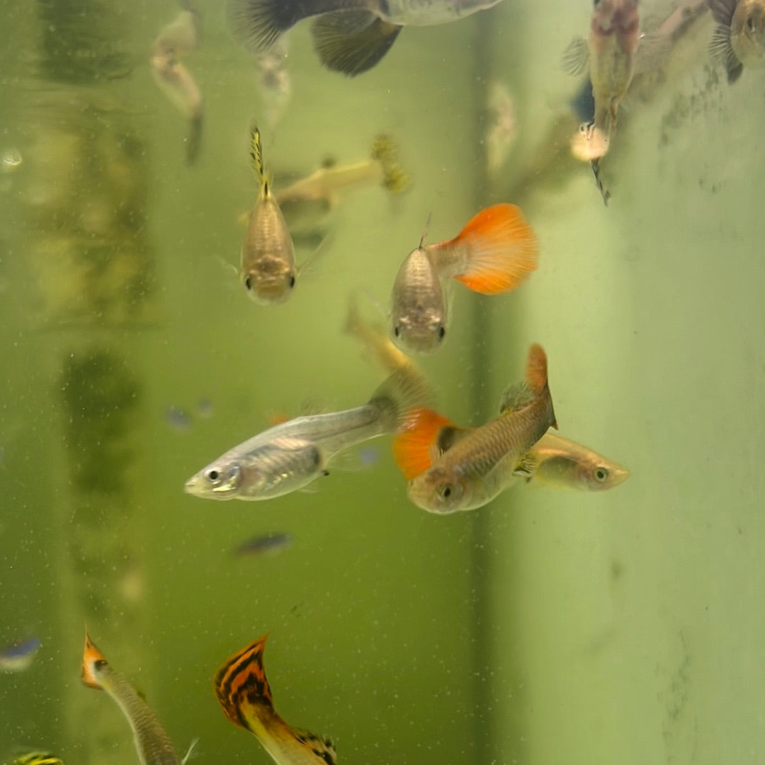 Assorted Guppies (Poecilia reticulata)
