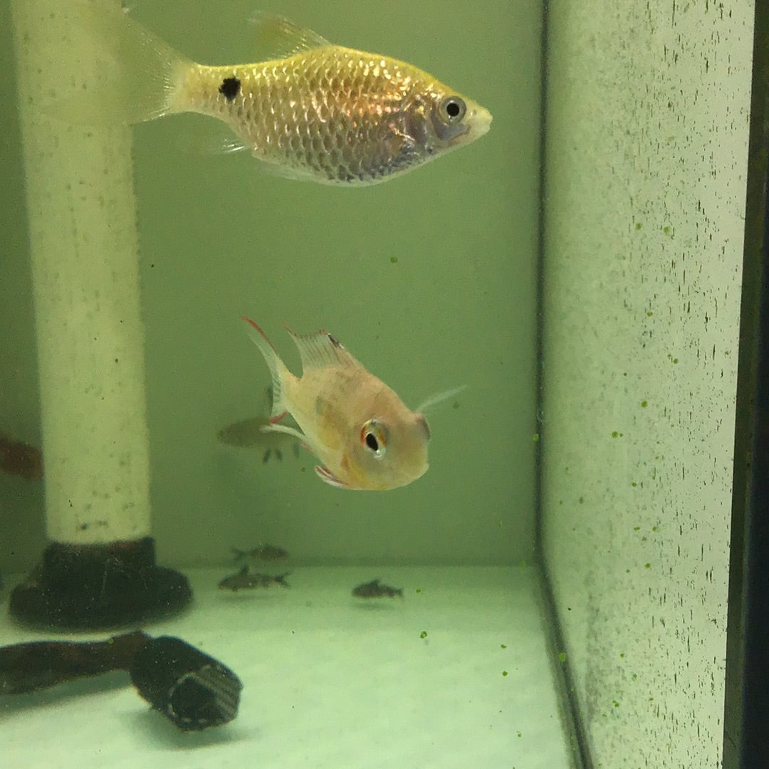 Bolivian Butterfly (Mikrogeophagus altispinosa)