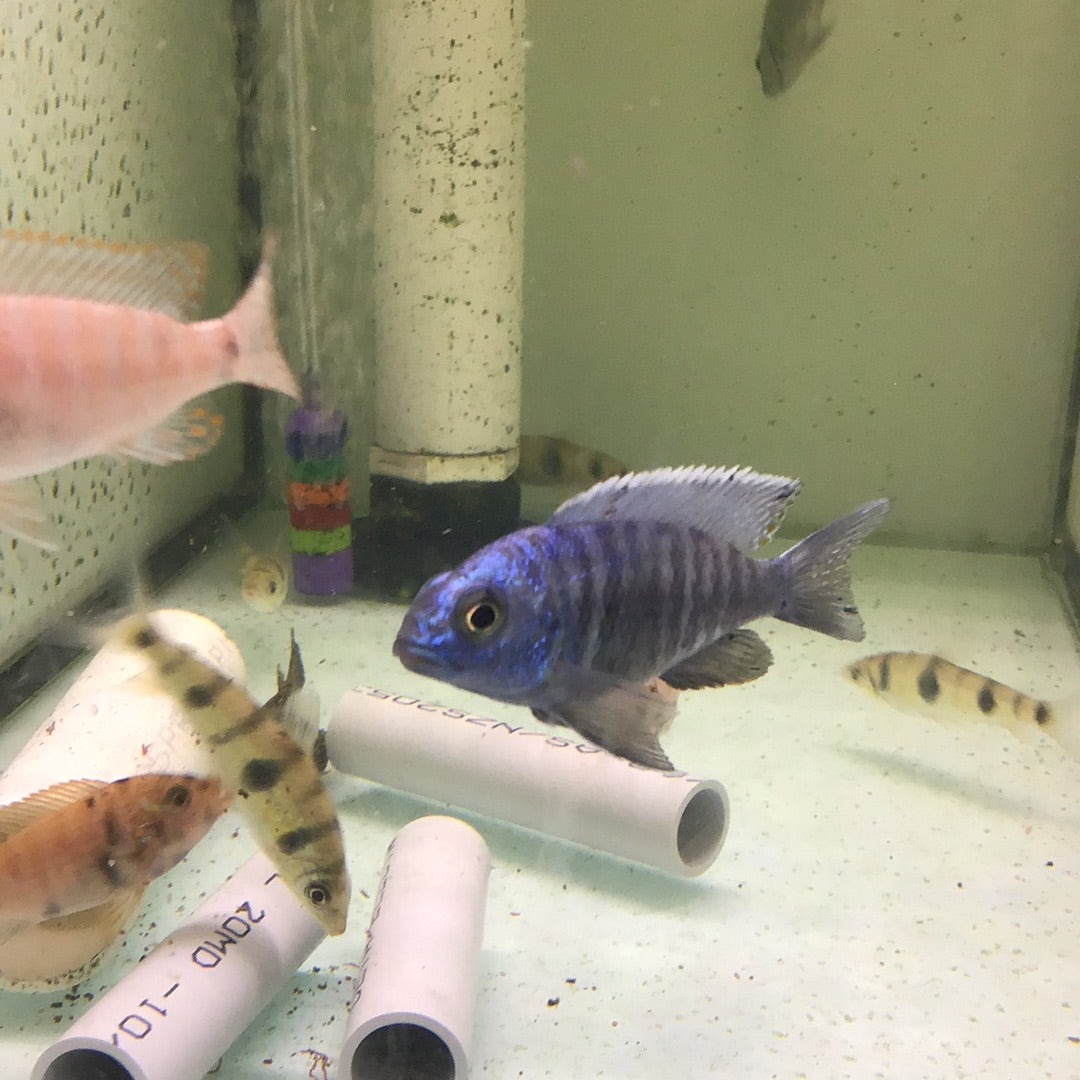 Electric Blue Hap (Sciaenochromis fryeri) – Tropical Aquarium