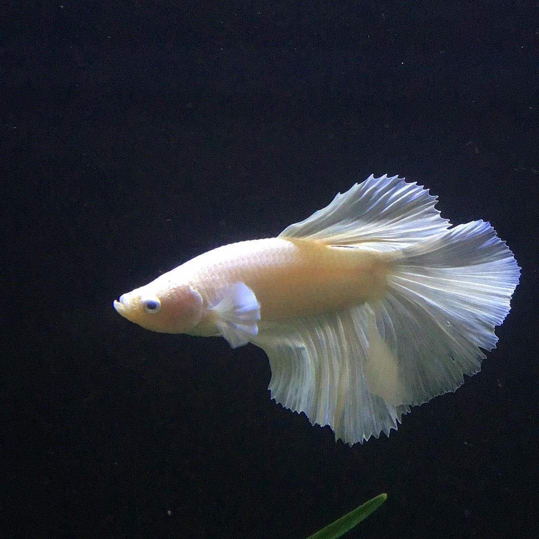 Platinum HalfMoon Betta