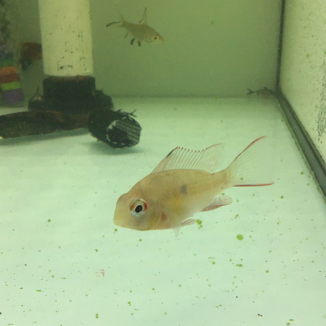 Bolivian Butterfly (Mikrogeophagus altispinosa)