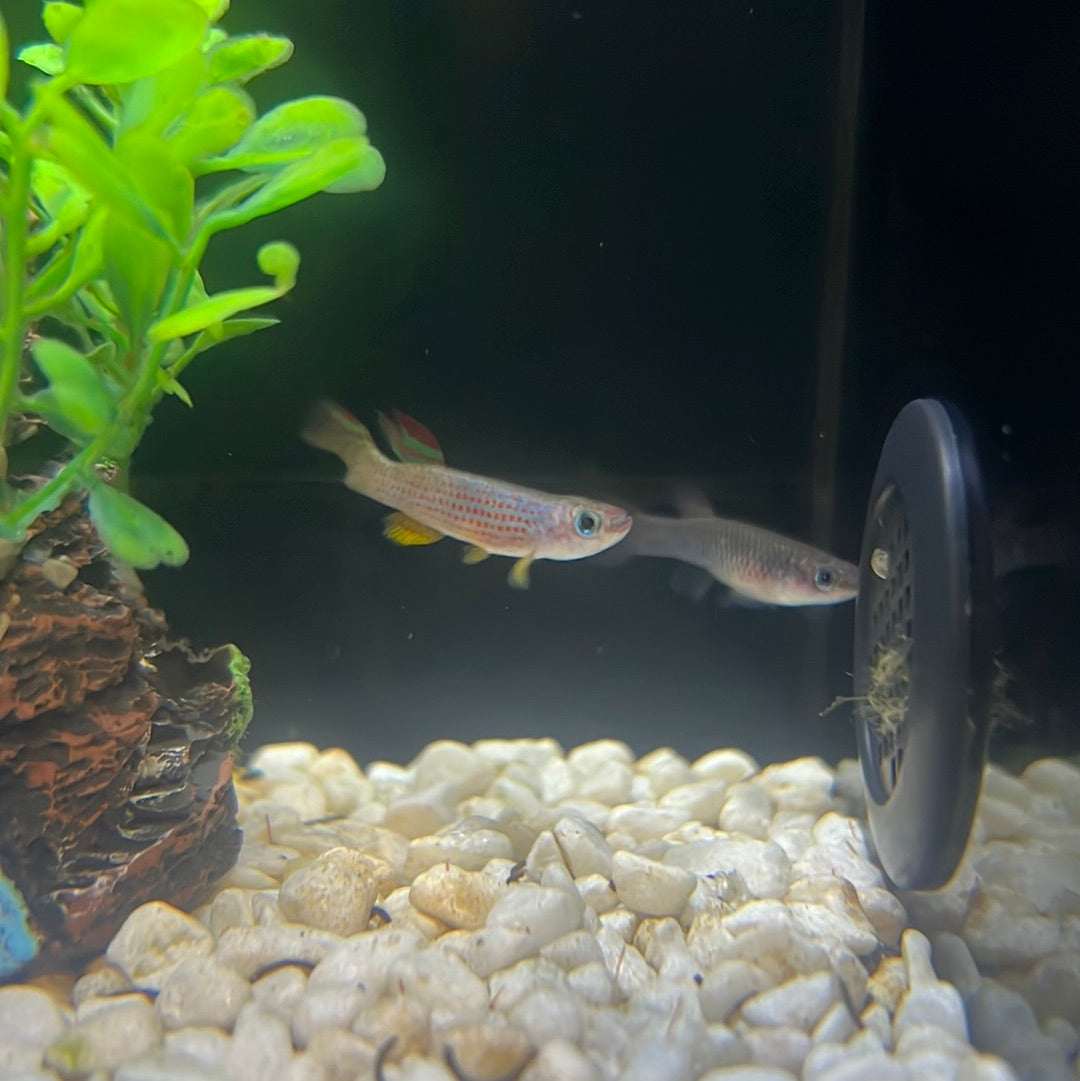 Red-striped Killifish (Aphyosemion striatum)