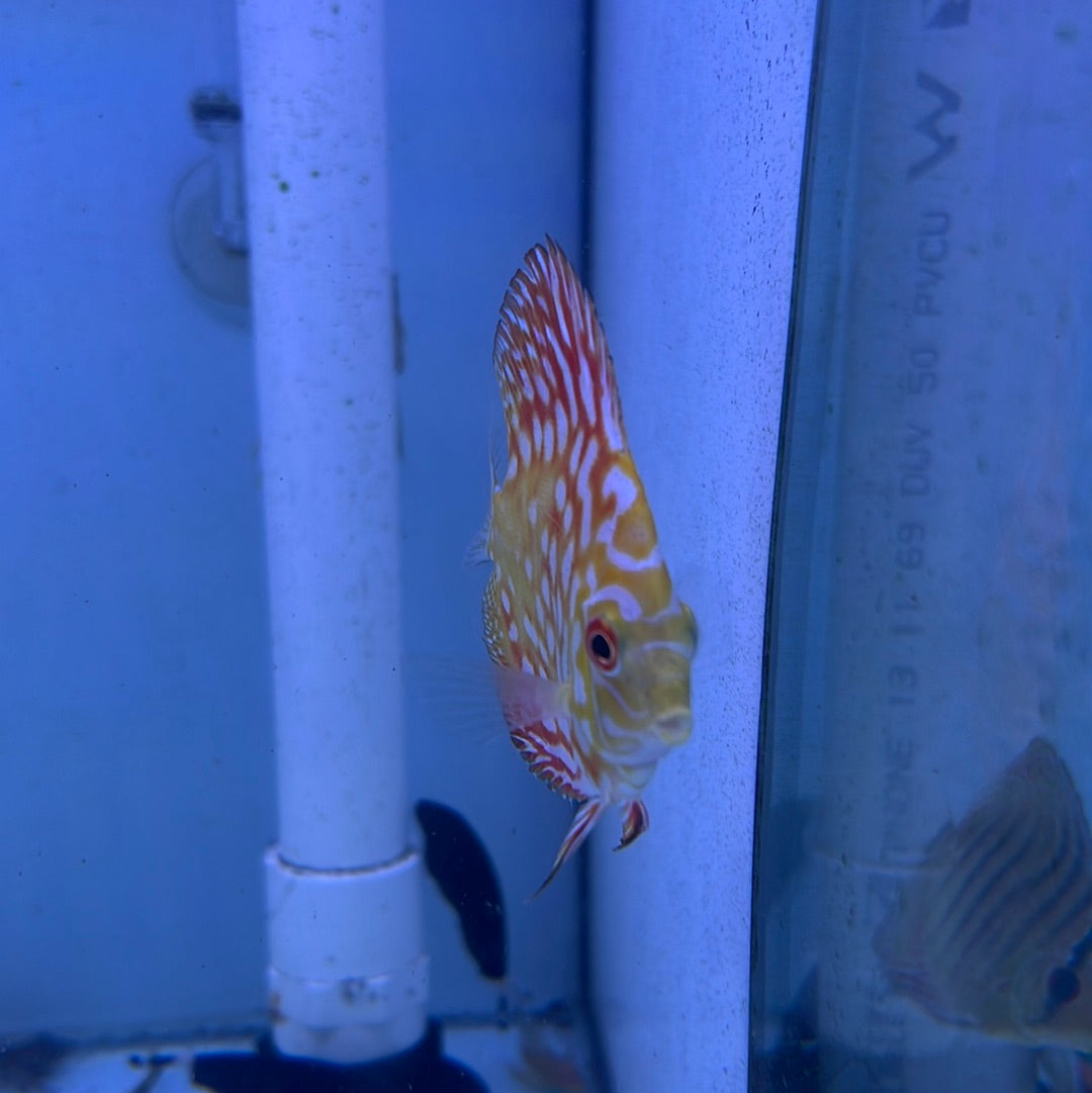 Yellow Pidgeon Blood Discus (Symphysodon sp.)