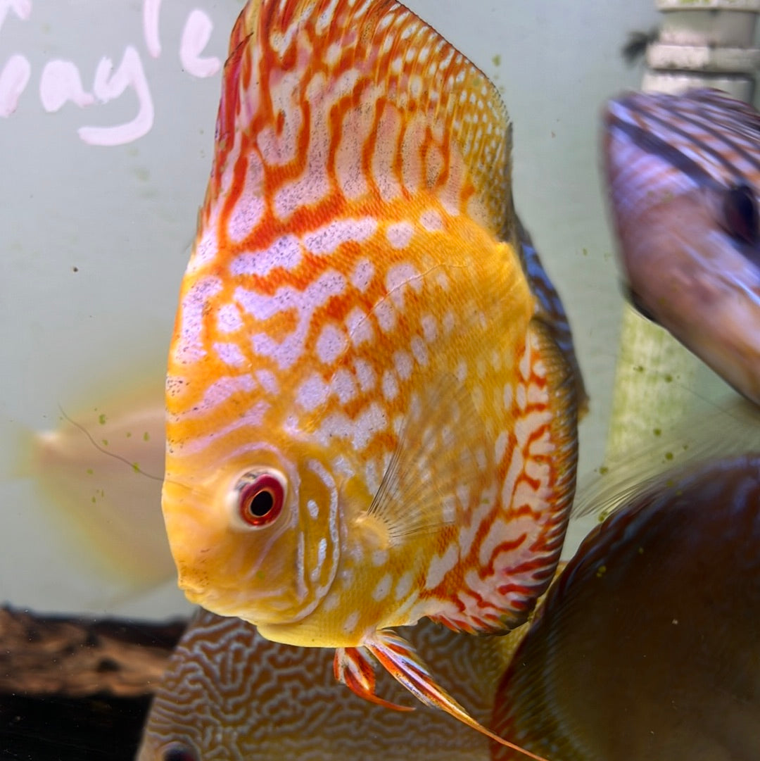 Yellow Pidgeon Blood Discus (Symphysodon sp.)
