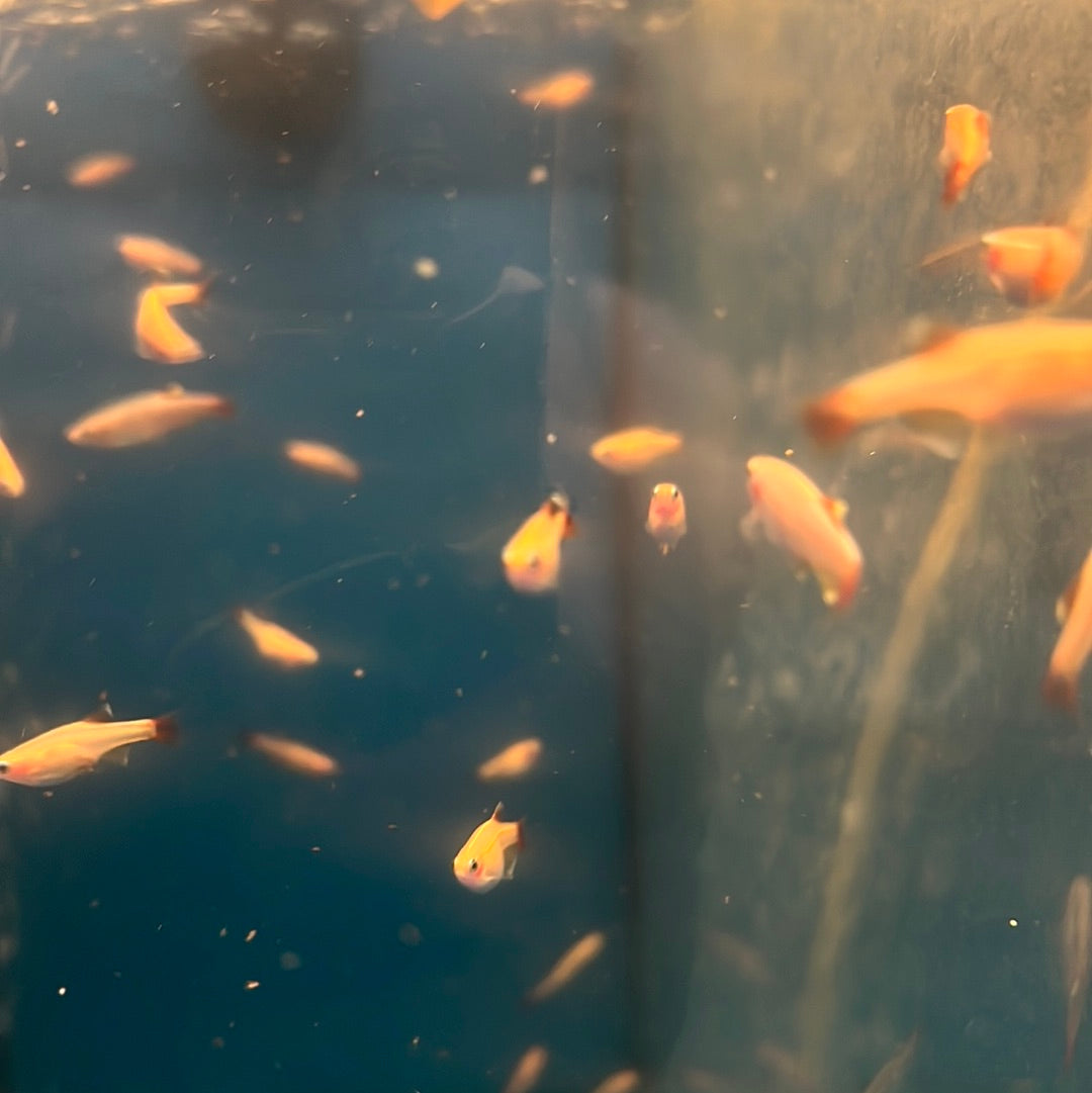 Gold White Clouds -mountain minnows (Tanichthys albonubes)