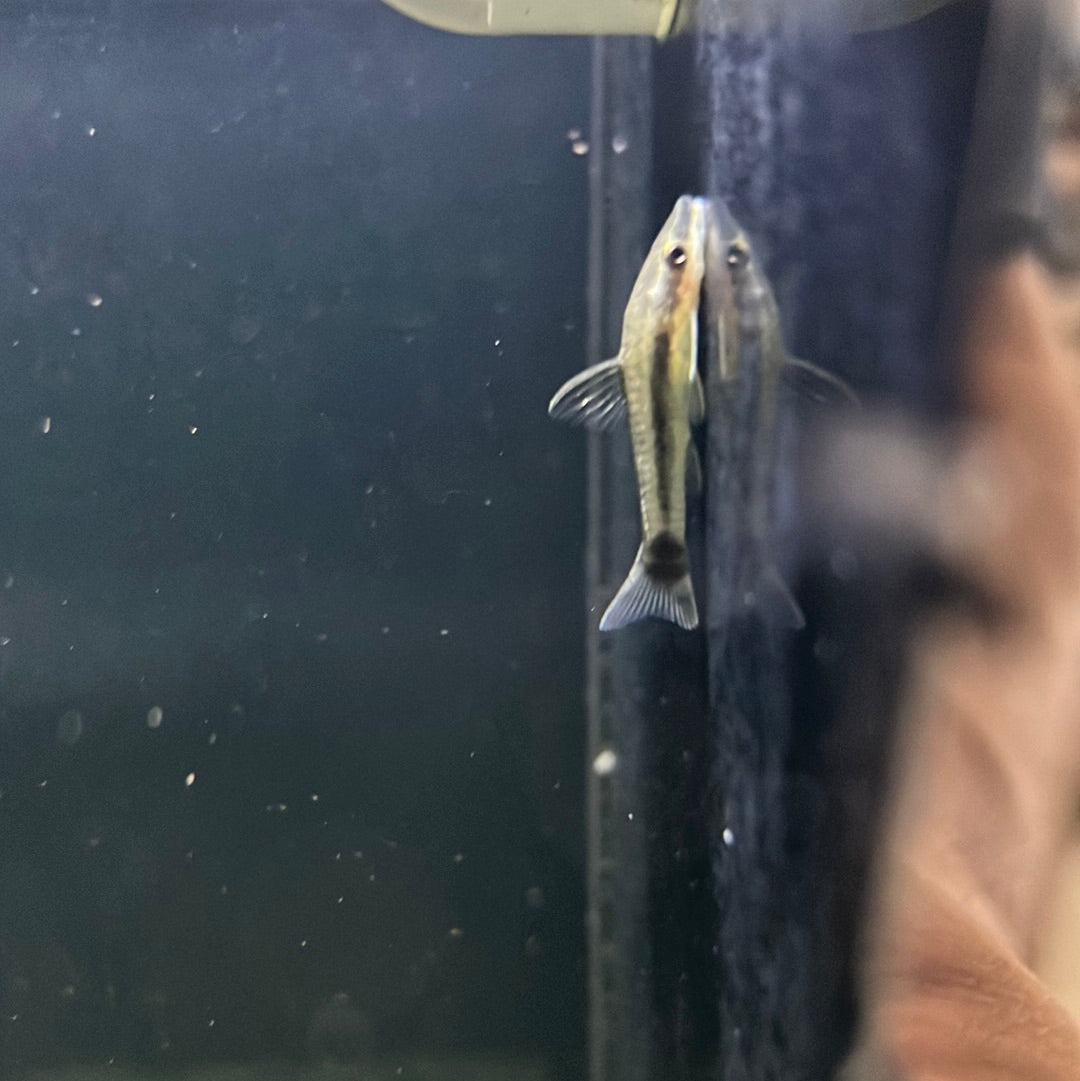 Otocinclus Catfish