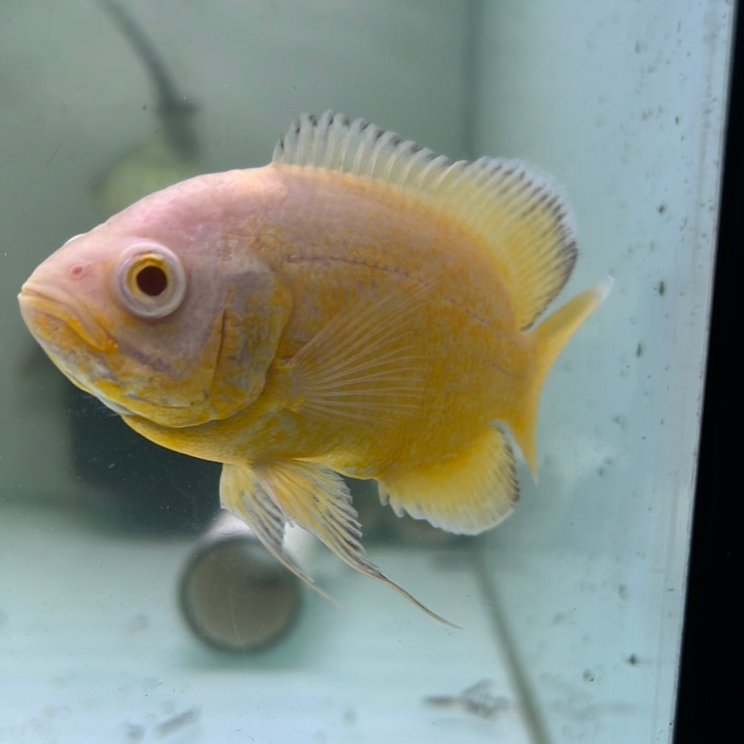Yellow Lemon Oscar red eye (Astronotus ocellatus)