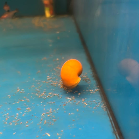 Gold Mystery Snails (Pomacea bridgesii)