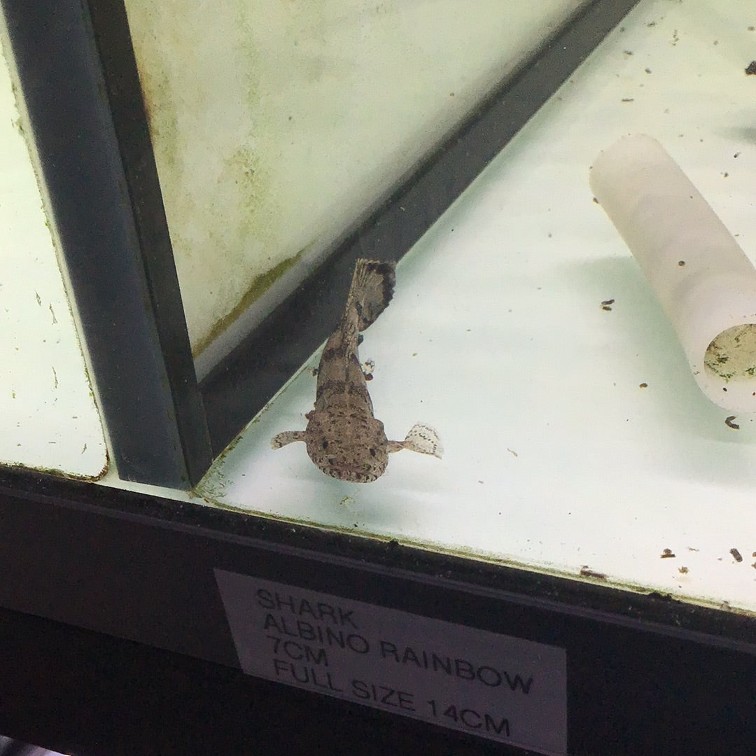Tiger Bichir (Polypterus Endlicheri)