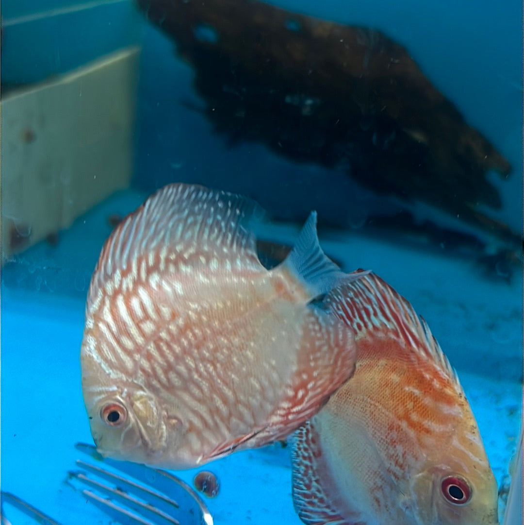 Red Eagle Discus (Symphysodon sp.)