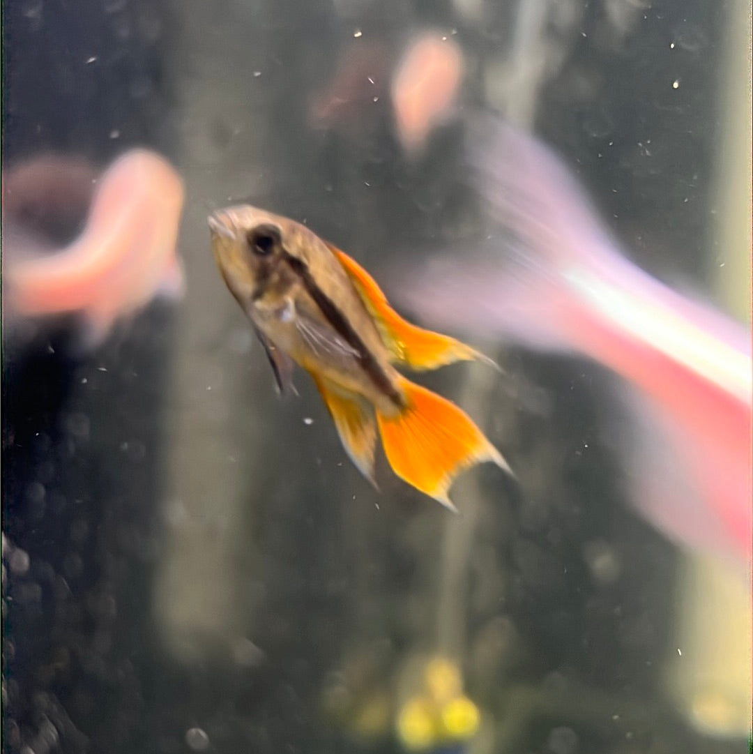 Apistogramma cacatuodes orange flash (Apistogramma cacatuoides)