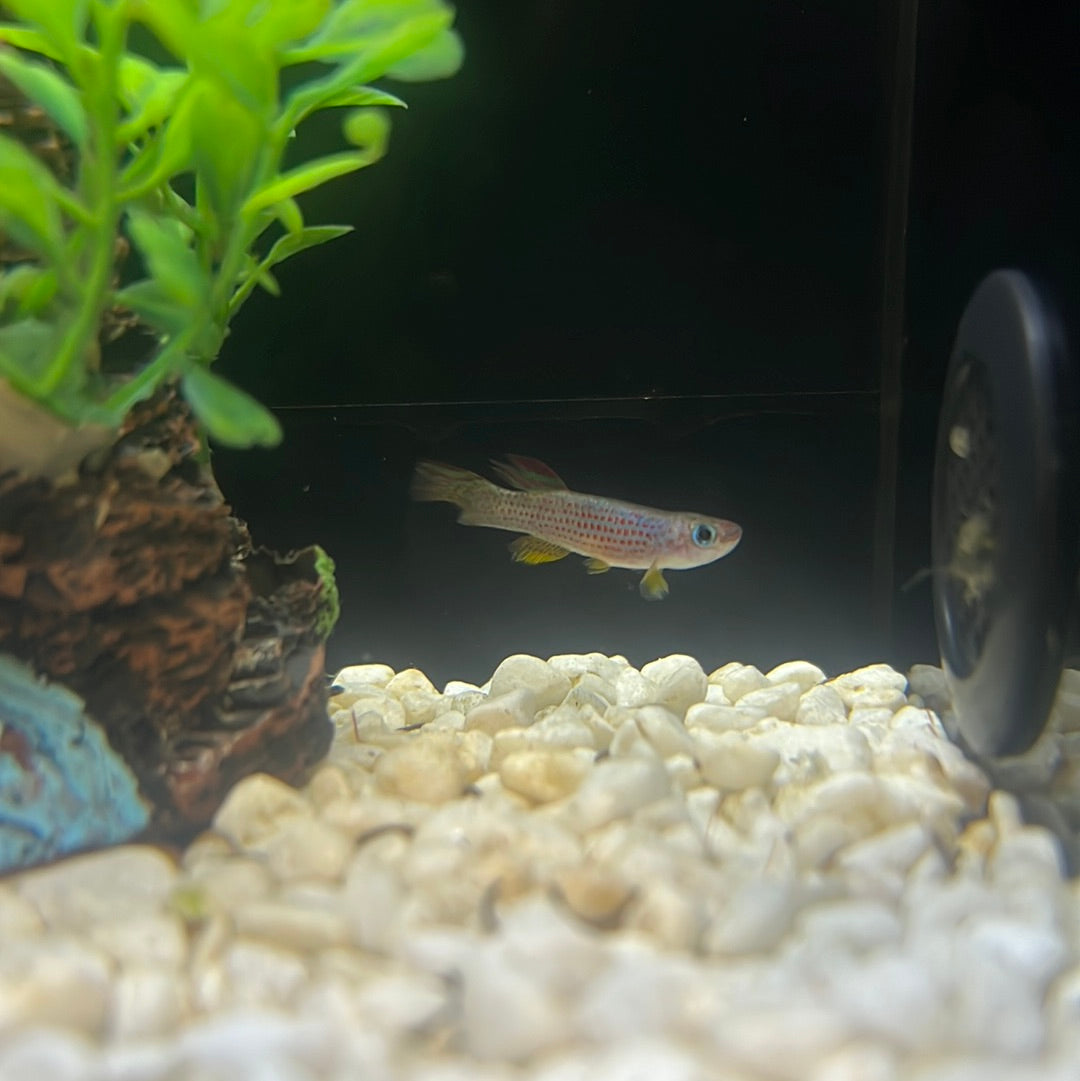Red-striped Killifish (Aphyosemion striatum)
