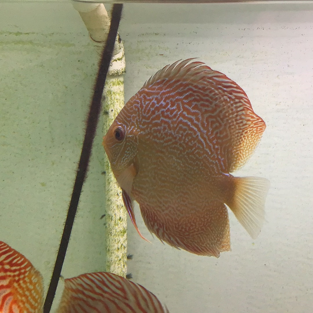 Snake Skin Discus (Symphysodon sp.)