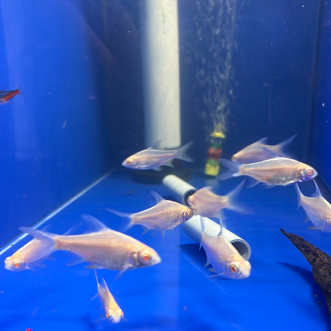Albino TinFoil Barb (Barbus schwanenfeldi)