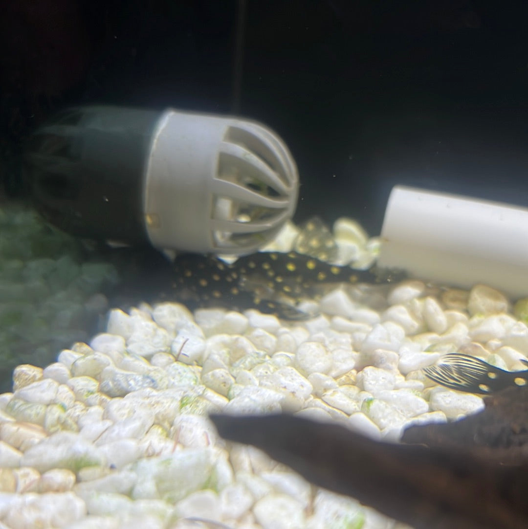L201 Snowball Pleco (Hypancistrus sp.)