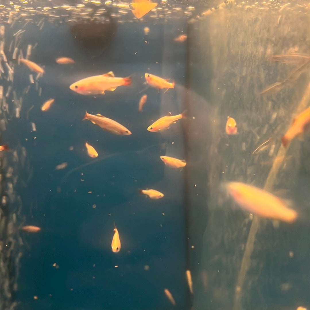 Gold White Clouds -mountain minnows (Tanichthys albonubes)