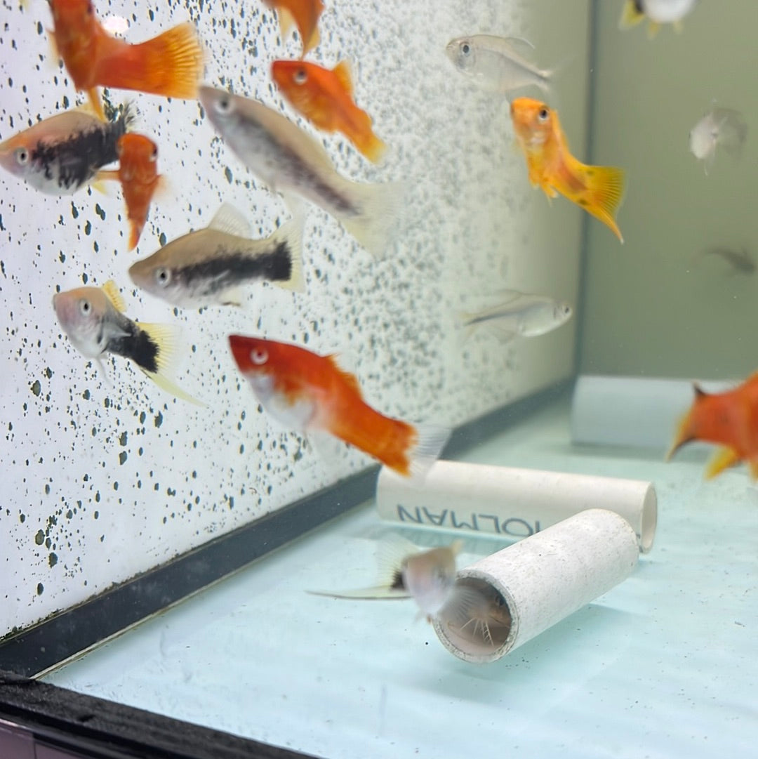 Assorted swordtail (Xiphophorus helleri)