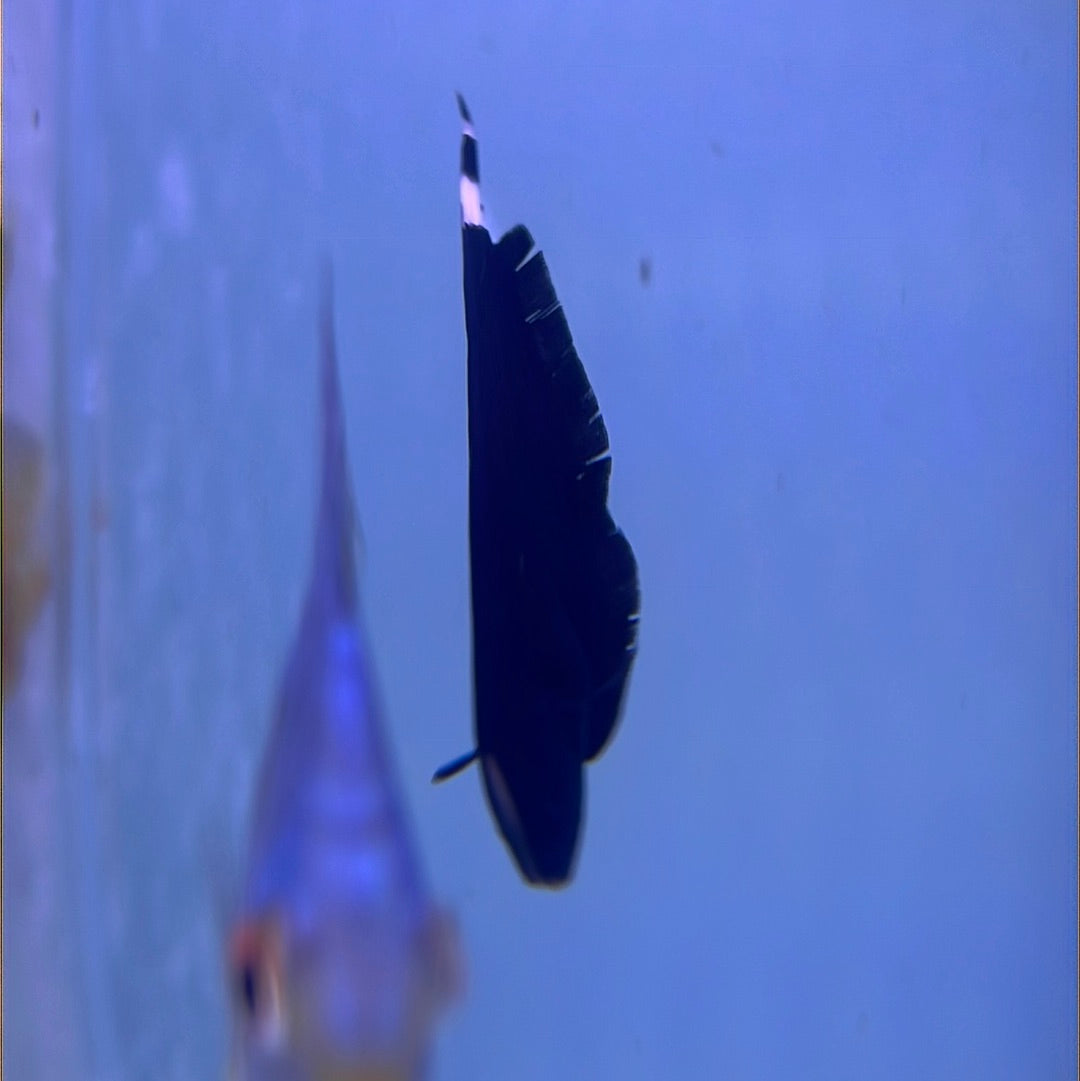 Black Ghost Knife (Apteronotus albifrons)