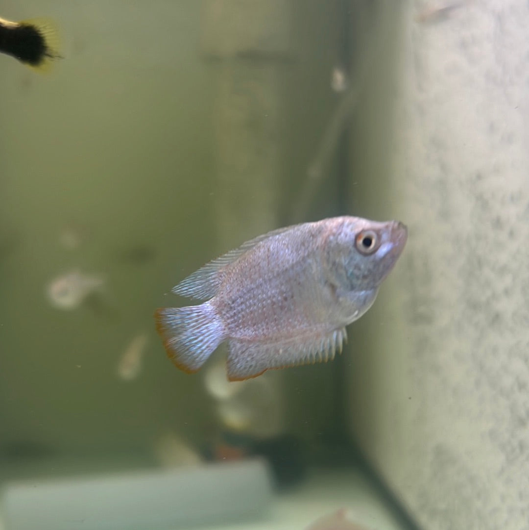 Blue Coral Dwarf Gourami (Trichogaster lalia)