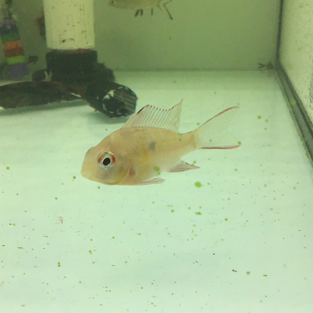 Bolivian Butterfly (Mikrogeophagus altispinosa)