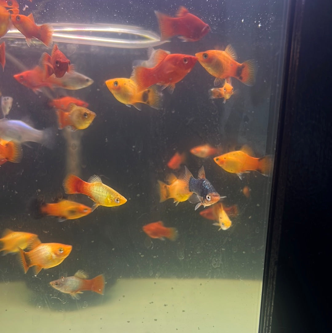 Assorted platy (Xiphophorus variatus)