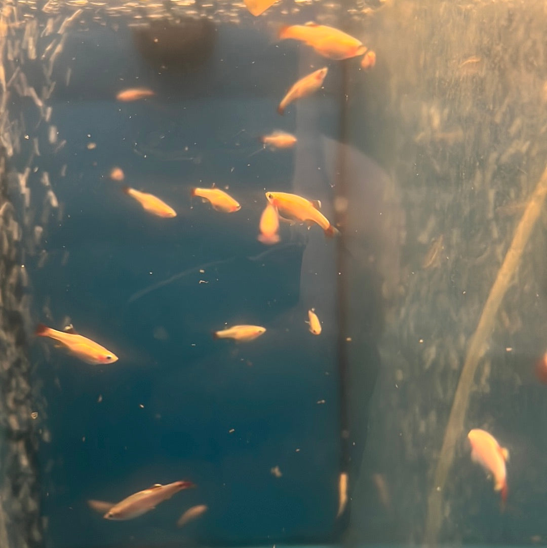 Gold White Clouds -mountain minnows (Tanichthys albonubes)