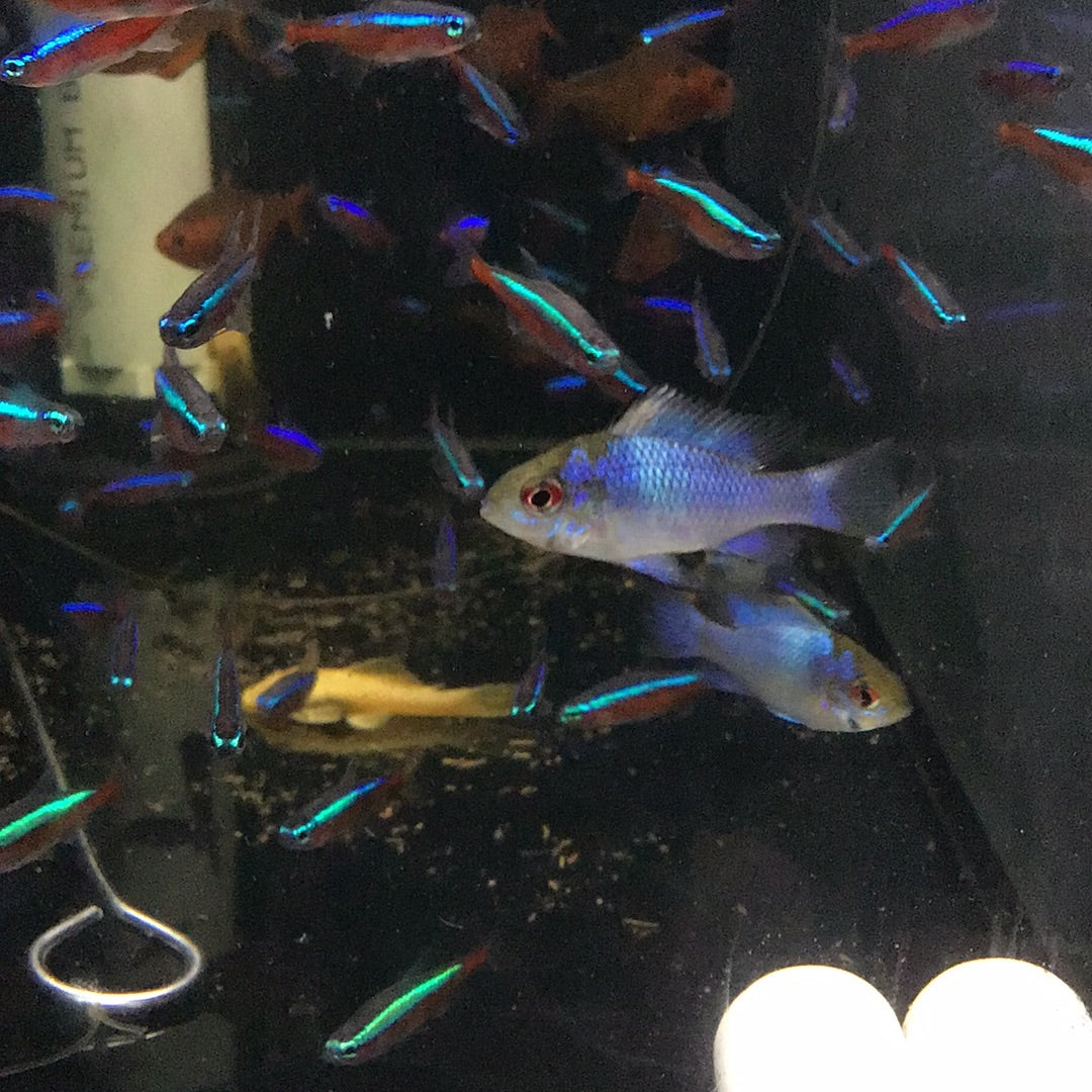 Electric Blue Rams (Microgeophagus Ramirezi)