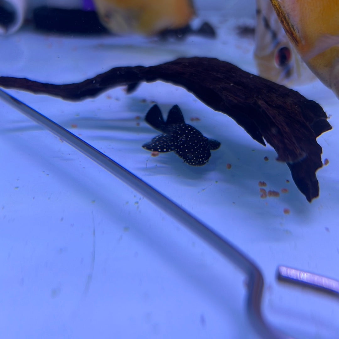 Peppermint Bristlenose