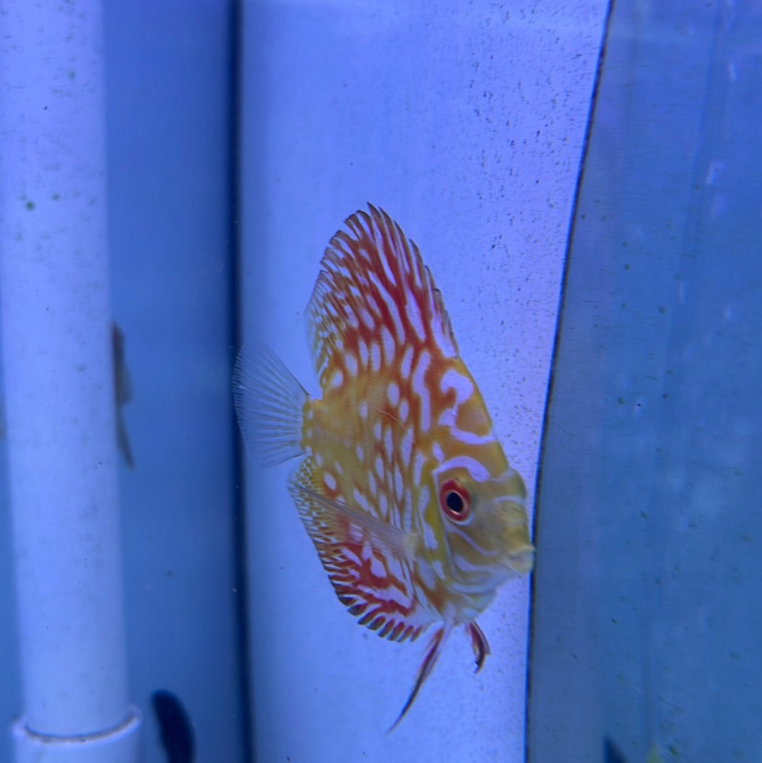 Yellow Pidgeon Blood Discus (Symphysodon sp.)