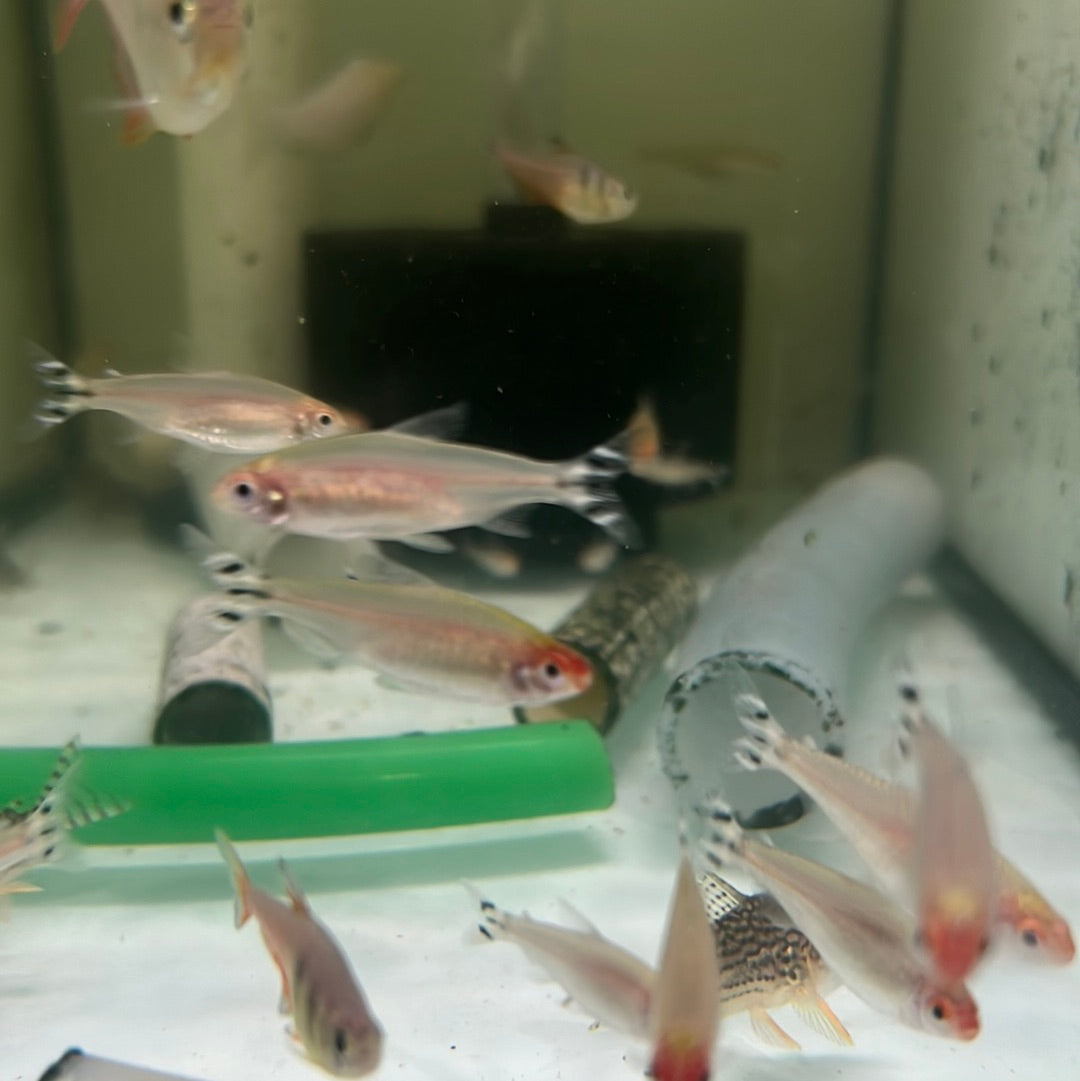 Rummy Nose Tetra (Hemigrammus bleheri)