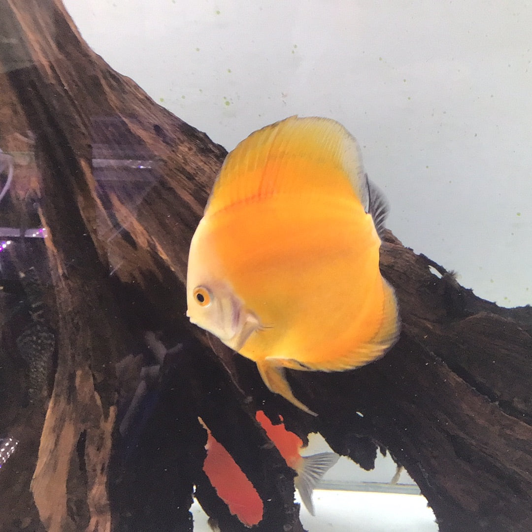 Yellow Mellon Discus (Symphysodon sp.)