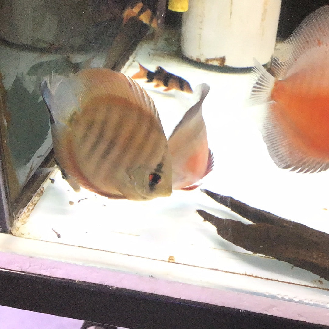 Solid Red Cover Discus (Symphysodon sp.)